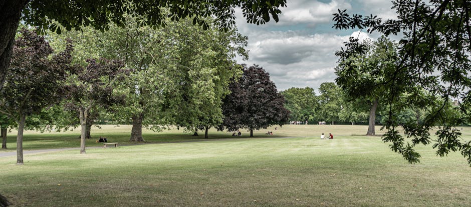 The image displays a wide, open park area with well-maintained green grass and several large, mature trees with leafy canopy, some in shades of green and others with darker, purple-tinged foliage. In the distance, a few people are sitting on benches and on the grass, engaging in leisure activities under partly cloudy skies. The park's edges are lined with more trees, creating a natural boundary, and the scene suggests a calm, outdoor environment suitable for relaxing or casual outdoor activities. Natural light illuminates the scene evenly, highlighting the lush foliage and open space, which could be part of a local park included in house removals and relocation services described on the page. Removal Company Highbury often facilitates home relocations that include moving outdoor furniture and equipment, and this park setting exemplifies the type of environment clients might see during transport or after delivery of their belongings.